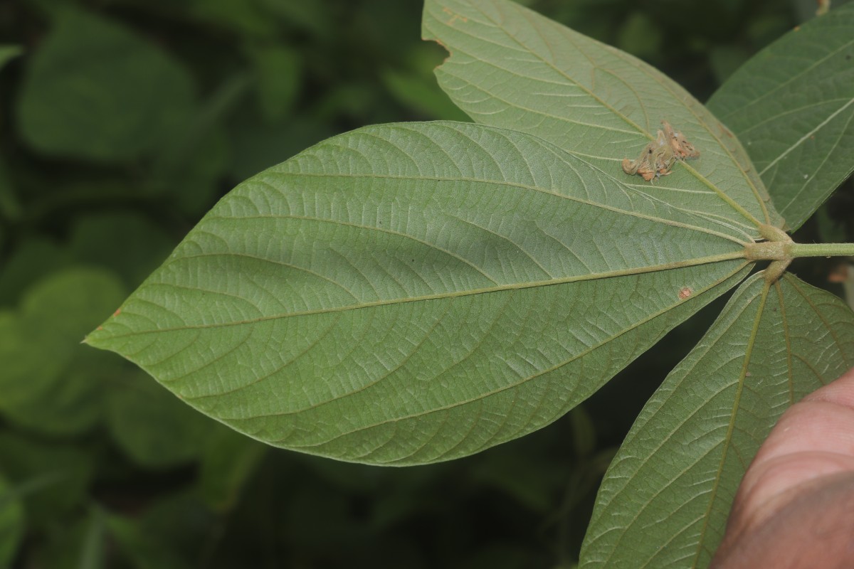 Flemingia macrophylla (Willd.) Kuntze ex Merr.